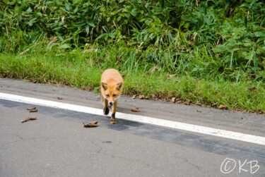 北海道旅行記2022⑦ 納沙布岬・尻羽岬