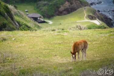 隠岐の島旅行記③　西ノ島・国賀海岸